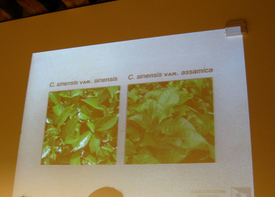 Varieties of Camellia sinensis 茶树主要变种