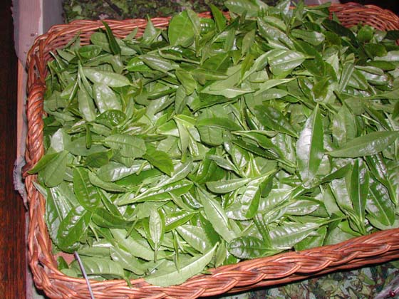 Foglie di tè fresce: 23-5-2004
