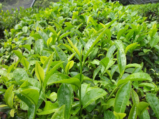 Italian Tea - Tea leaves 意大利茶葉