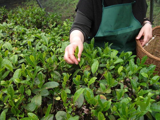 Italian Tea - Picking Tea leaves 意大利茶葉採摘