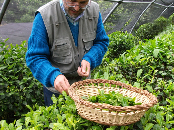 Italian Tea - Guido Cattolica - Picking Tea leaves 意大利茶葉採摘