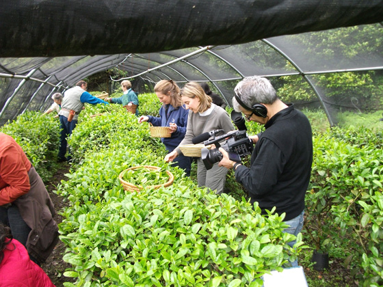Raccolta del tè di Compito - Italian Tea - Picking Tea leaves 意大利茶葉採摘