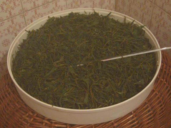 Italian Tea - Black Tea Fermentaion 意大利紅茶發酵