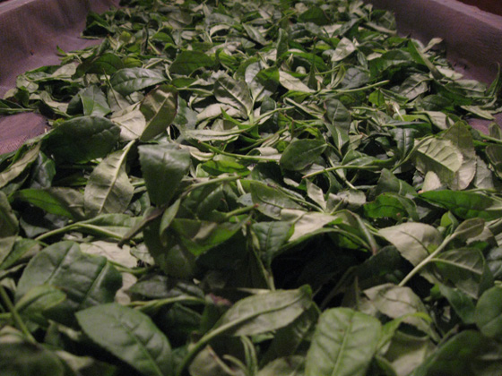 Italian Tea - Tea withering 意大利茶葉萎凋