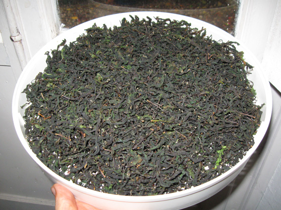 Italian Tea - Oolong Tea 意大利烏龍茶