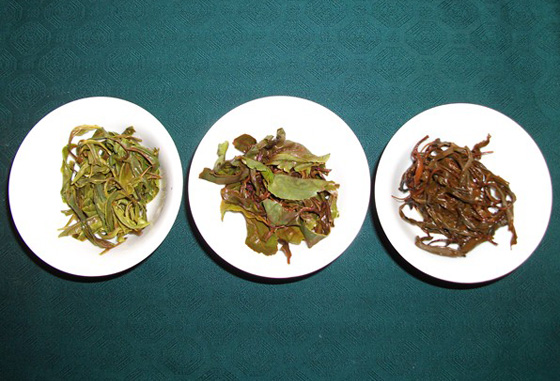 Tè italiano - Italian Tea - Green, oolong, black: infused leaves 意大利綠茶、烏龍茶、紅茶葉底
